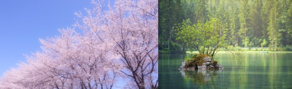 桜と自然
